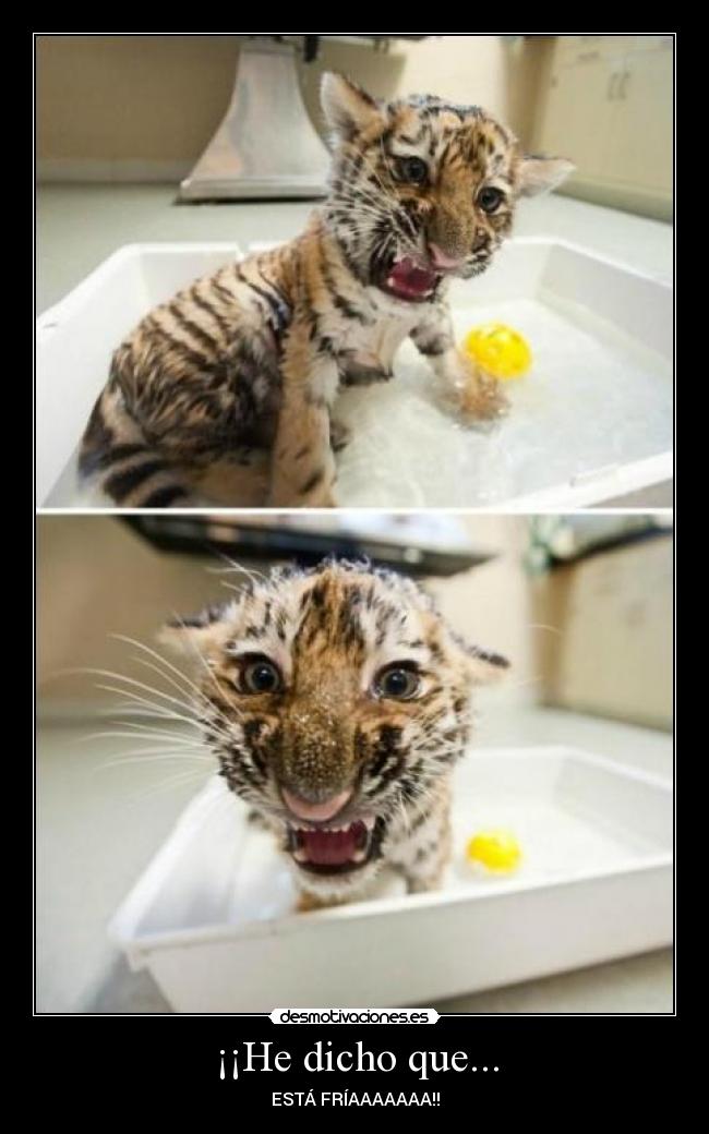 ¡¡He dicho que... -