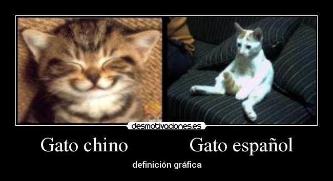 Gato chino            Gato español - definición gráfica