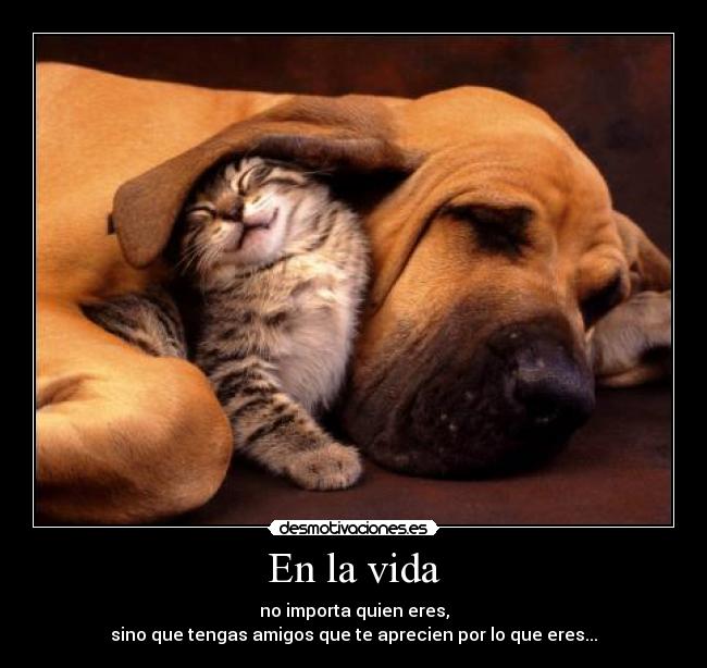 En la vida - no importa quien eres,
sino que tengas amigos que te aprecien por lo que eres...