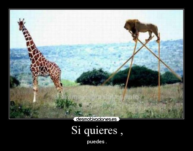 Si quieres , - puedes .