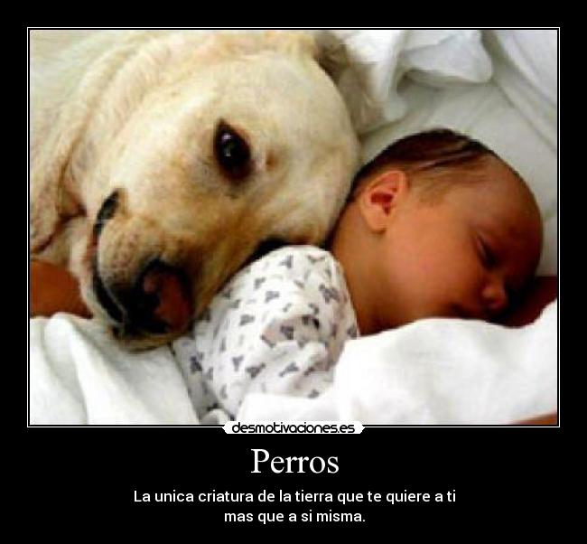 Perros -
