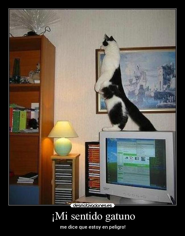 ¡Mi sentido gatuno - me dice que estoy en peligro!