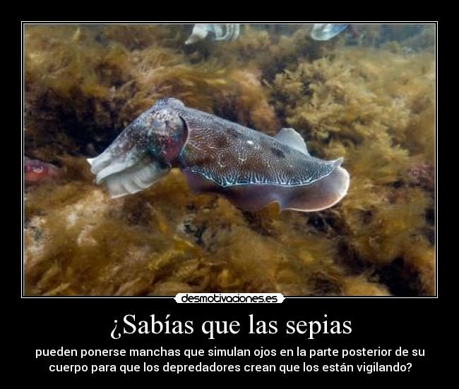 ¿Sabías que las sepias - 