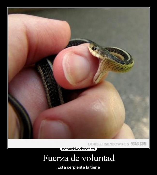 Fuerza de voluntad - Esta serpiente la tiene