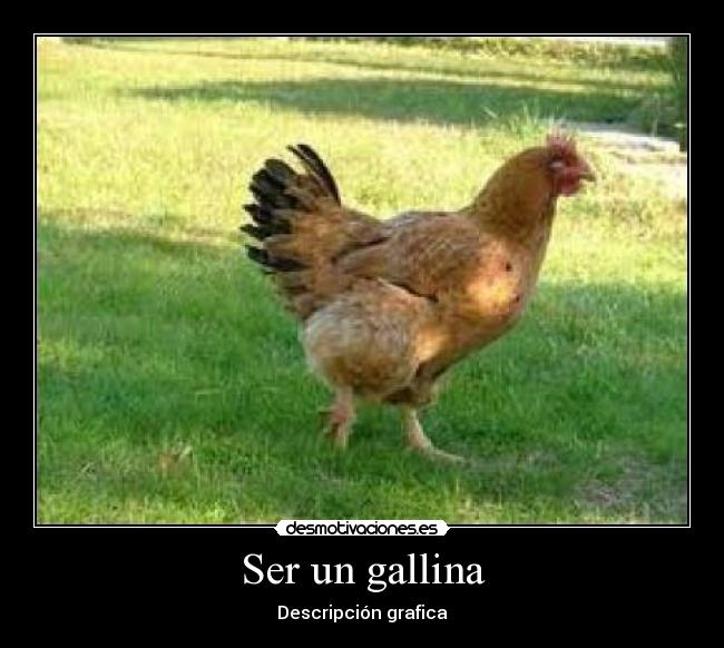 Ser un gallina - Descripción grafica