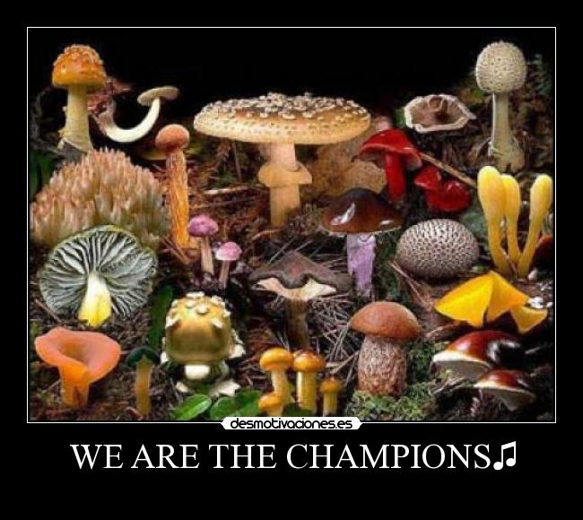 WE ARE THE CHAMPIONS♫ -