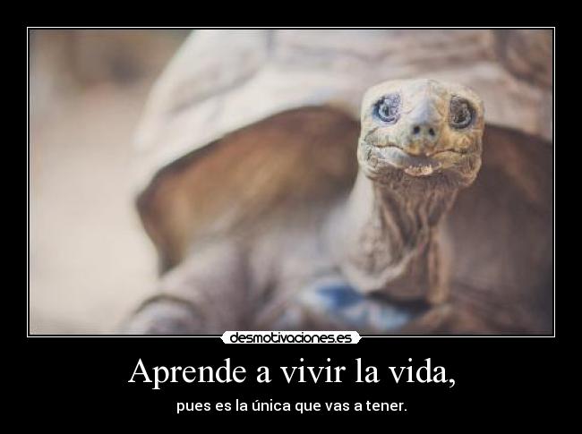 carteles vida fran russo fotos desmotivaciones