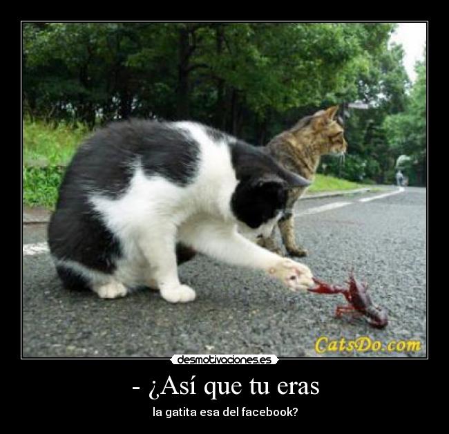 - ¿Así que tu eras - la gatita esa del facebook?