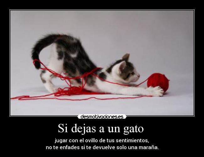 Si dejas a un gato  - jugar con el ovillo de tus sentimientos,
no te enfades si te devuelve solo una maraña.