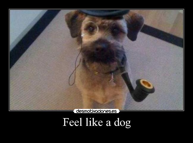 Feel like a dog - 
