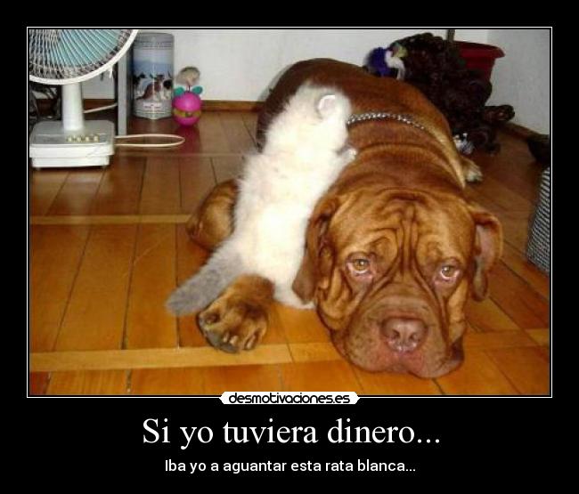 Si yo tuviera dinero... - Iba yo a aguantar esta rata blanca...