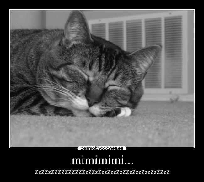 mimimimi... - ZzZZzZZZZZZZZZZzZZzZzzZzzZzZZzZzzZzzZzZZzZ