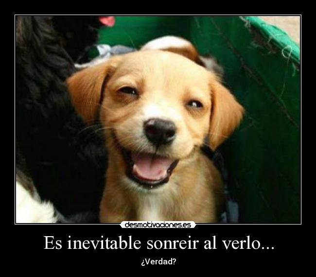 carteles perro desmotivaciones