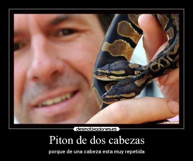 Piton de dos cabezas - porque de una cabeza esta muy repetida