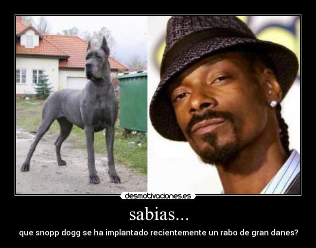 sabias... - que snopp dogg se ha implantado recientemente un rabo de gran danes?