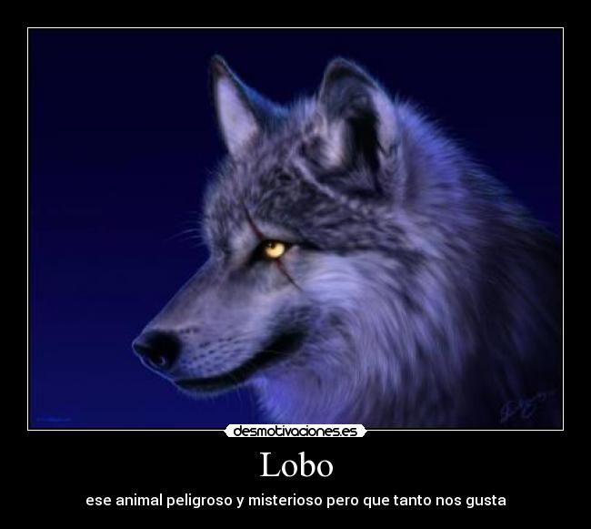 Lobo - 