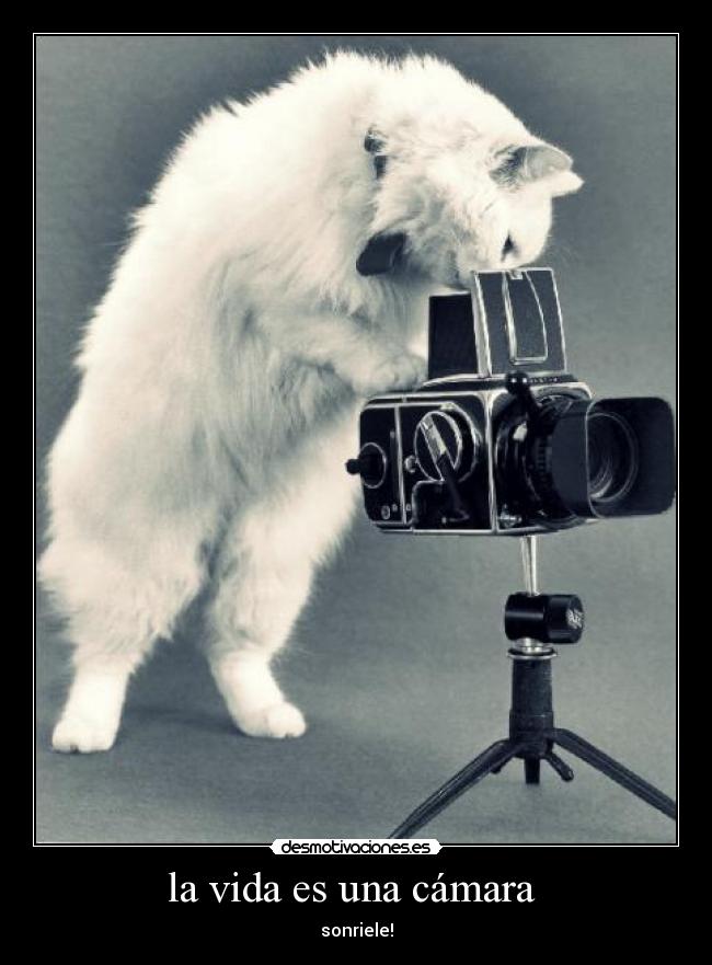 la vida es una cámara -