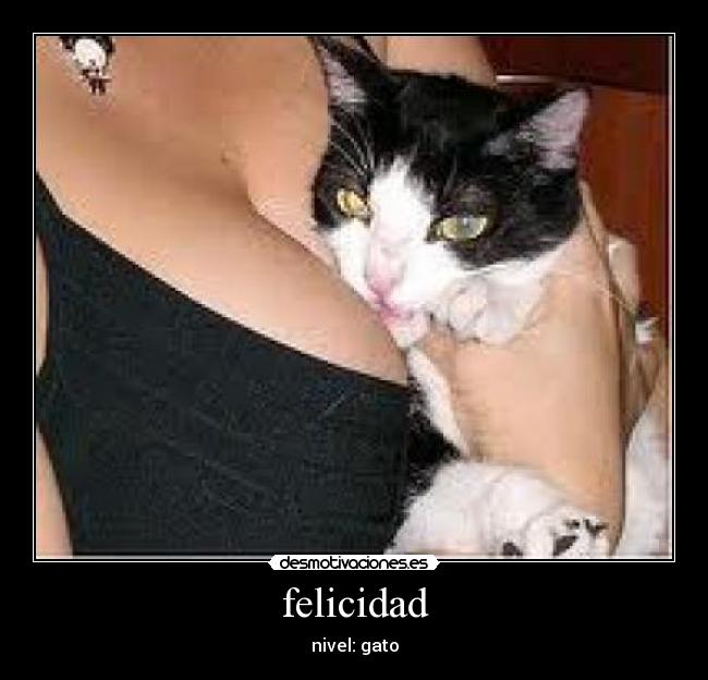 felicidad - nivel: gato