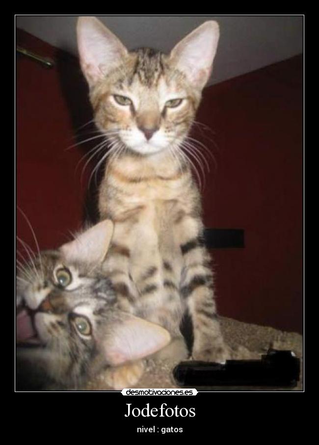 Jodefotos - nivel : gatos