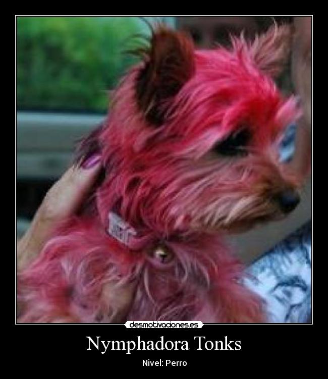 Nymphadora Tonks - Nivel: Perro