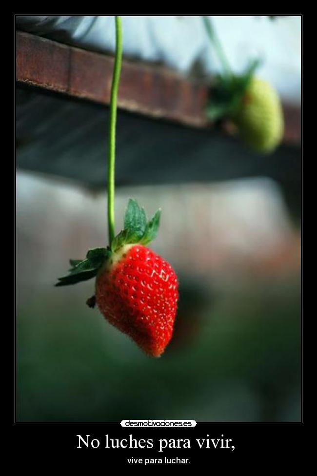 No luches para vivir, -