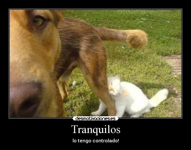 Tranquilos -