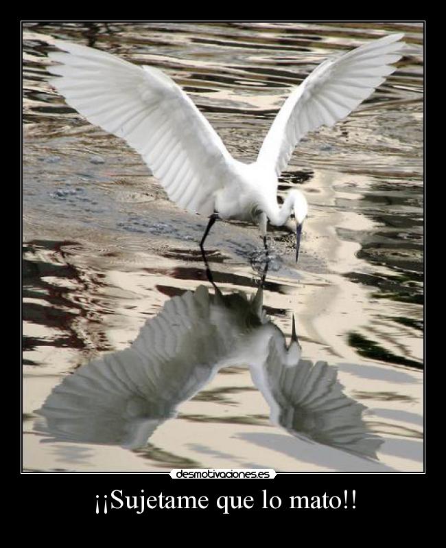 ¡¡Sujetame que lo mato!! - 