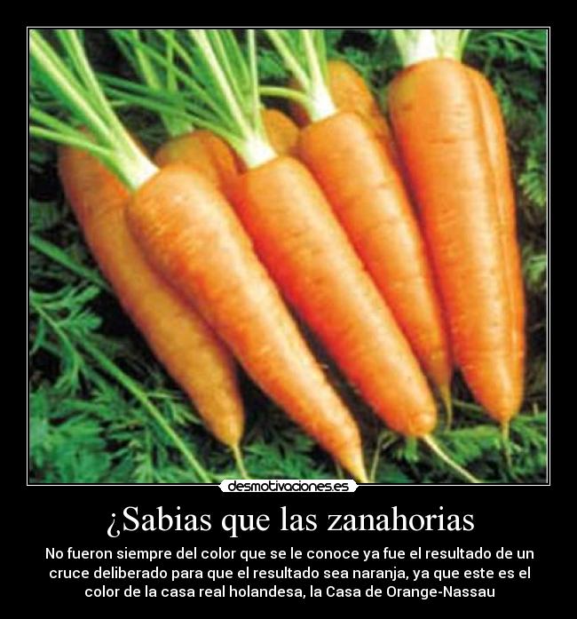 ¿Sabias que las zanahorias - No fueron siempre del color que se le conoce ya fue el resultado de un
cruce deliberado para que el resultado sea naranja, ya que este es el
color de la casa real holandesa, la Casa de Orange-Nassau