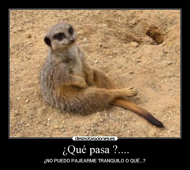 carteles suricato desmotivaciones