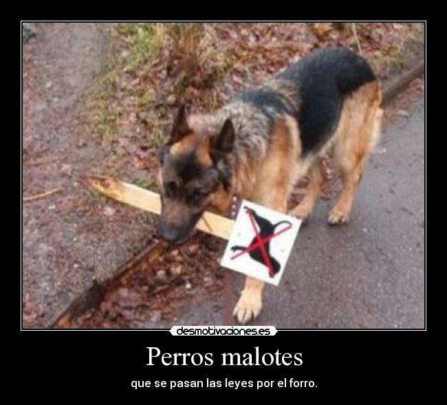 Perros malotes - 