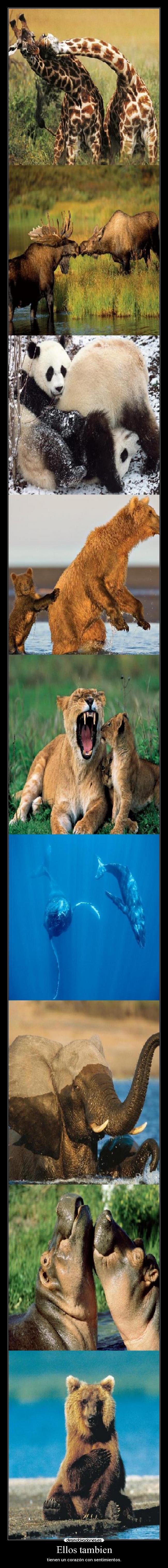 Ellos tambien - tienen un corazón con sentimientos.