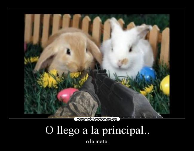 carteles muerte conejos cod4 desmotivaciones