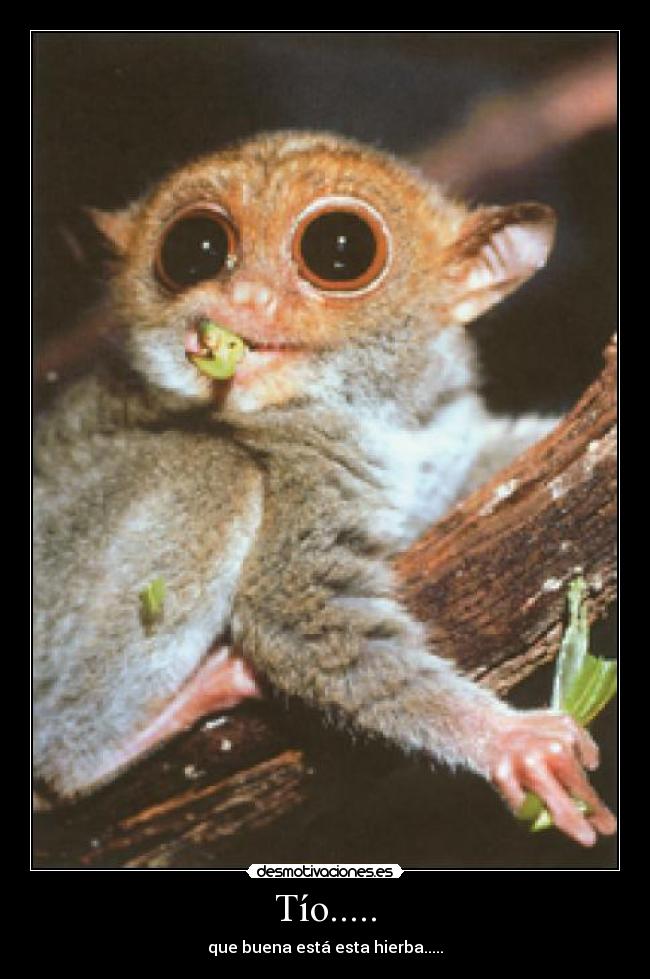 Tío..... - que buena está esta hierba.....