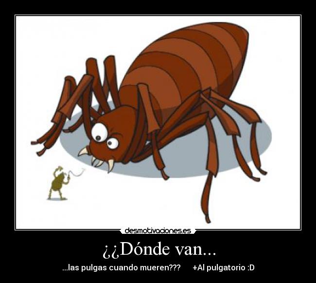 ¿¿Dónde van... - ...las pulgas cuando mueren???      +Al pulgatorio :D