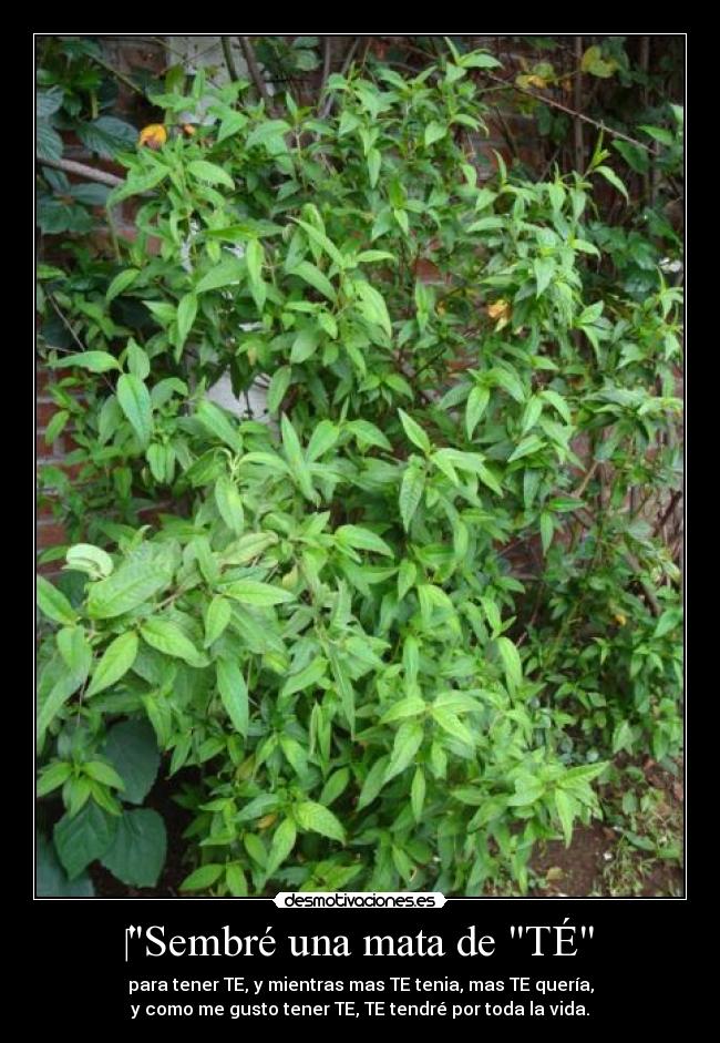 ‎Sembré una mata de TÉ - 
