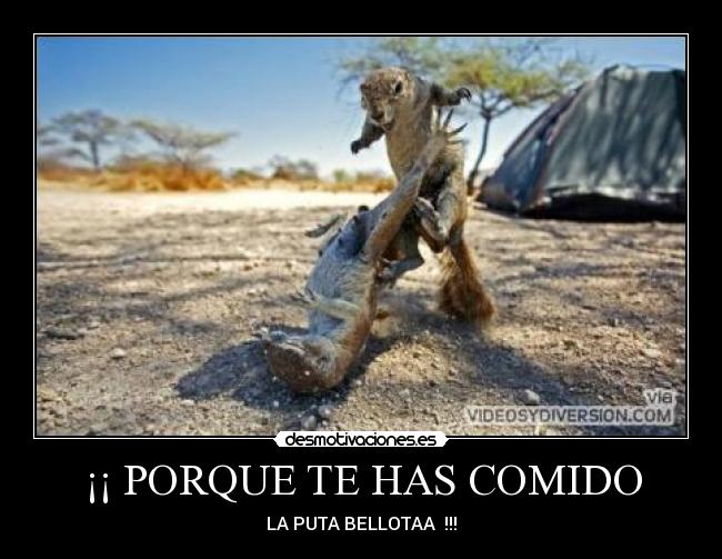 carteles porque has comido desmotivaciones