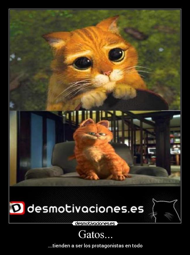 Gatos... - ....tienden a ser los protagonistas en todo