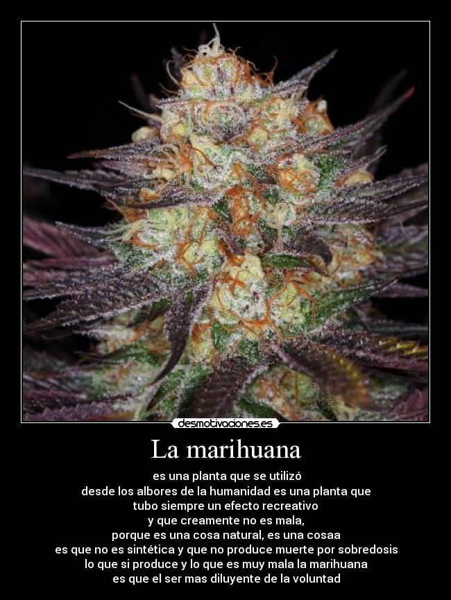 La marihuana - es una planta que se utilizó
desde los albores de la humanidad es una planta que
tubo siempre un efecto recreativo
y que creamente no es mala,
porque es una cosa natural, es una cosaa
es que no es sintética y que no produce muerte por sobredosis
lo que si produce y lo que es muy mala la marihuana
es que el ser mas diluyente de la voluntad