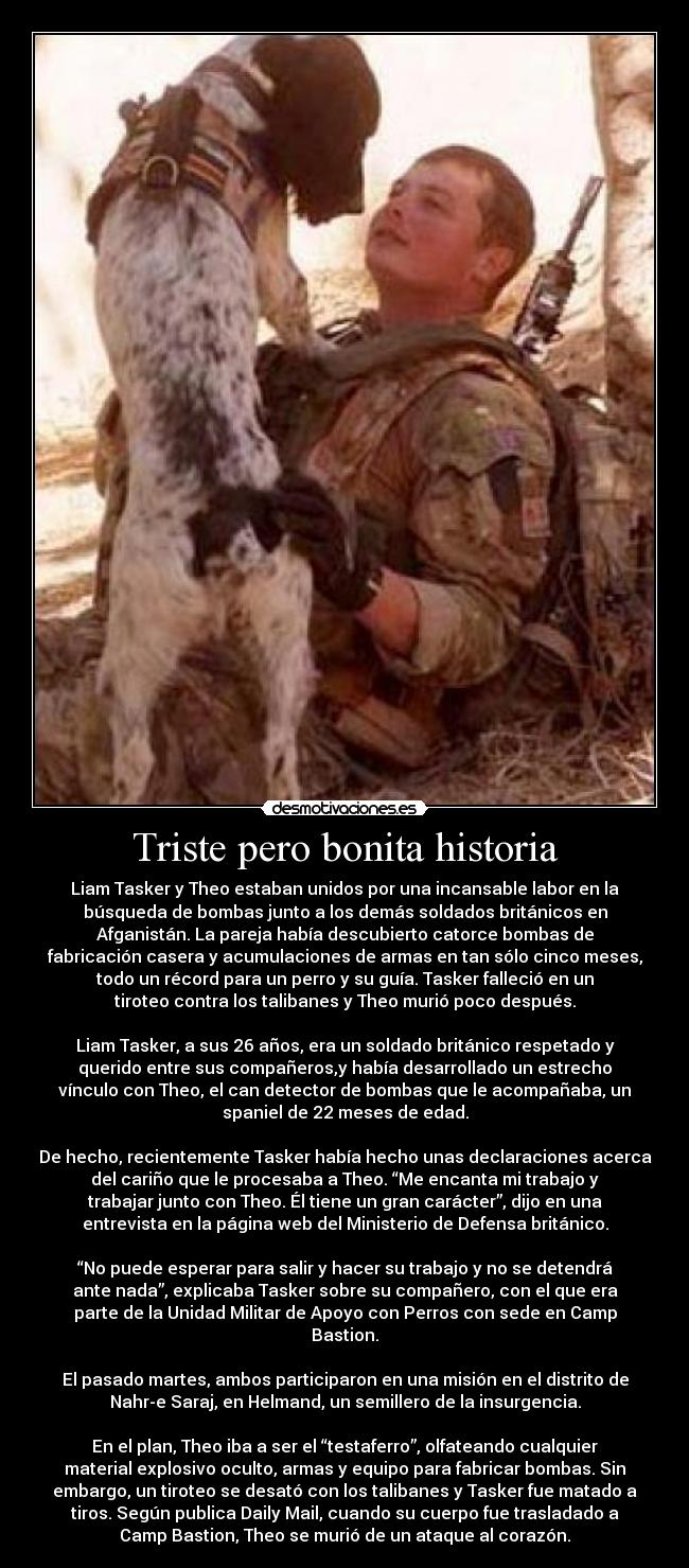 Triste pero bonita historia - Liam Tasker y Theo estaban unidos por una incansable labor en la
búsqueda de bombas junto a los demás soldados británicos en
Afganistán. La pareja había descubierto catorce bombas de
fabricación casera y acumulaciones de armas en tan sólo cinco meses,
todo un récord para un perro y su guía. Tasker falleció en un
tiroteo contra los talibanes y Theo murió poco después.
Liam Tasker, a sus 26 años, era un soldado británico respetado y
querido entre sus compañeros,y había desarrollado un estrecho
vínculo con Theo, el can detector de bombas que le acompañaba, un
spaniel de 22 meses de edad.
De hecho, recientemente Tasker había hecho unas declaraciones acerca
del cariño que le procesaba a Theo. “Me encanta mi trabajo y
trabajar junto con Theo. Él tiene un gran carácter”, dijo en una
entrevista en la página web del Ministerio de Defensa británico.
“No puede esperar para salir y hacer su trabajo y no se detendrá
ante nada”, explicaba Tasker sobre su compañero, con el que era
parte de la Unidad Militar de Apoyo con Perros con sede en Camp
Bastion.
El pasado martes, ambos participaron en una misión en el distrito de
Nahr-e Saraj, en Helmand, un semillero de la insurgencia.
En el plan, Theo iba a ser el “testaferro”, olfateando cualquier
material explosivo oculto, armas y equipo para fabricar bombas. Sin
embargo, un tiroteo se desató con los talibanes y Tasker fue matado a
tiros. Según publica Daily Mail, cuando su cuerpo fue trasladado a
Camp Bastion, Theo se murió de un ataque al corazón.