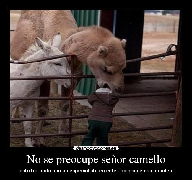 No se preocupe señor camello - 