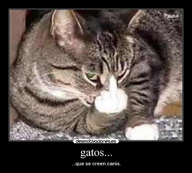 gatos... - ...que se creen canis.