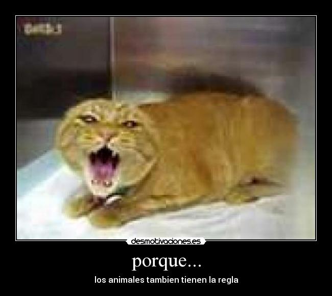porque... - los animales tambien tienen la regla