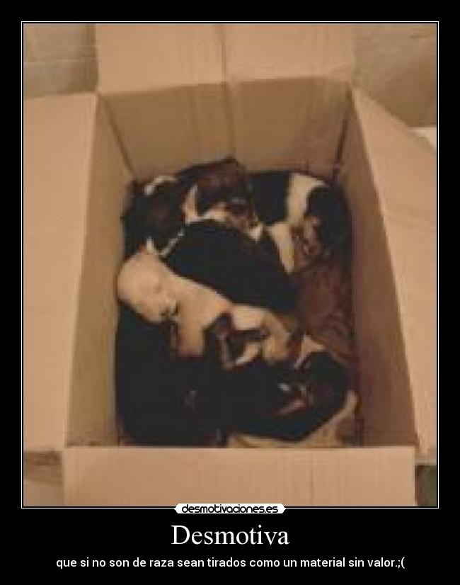 Desmotiva - que si no son de raza sean tirados como un material sin valor.;(