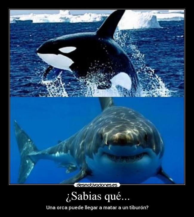 ¿Sabias qué... - Una orca puede llegar a matar a un tiburón?