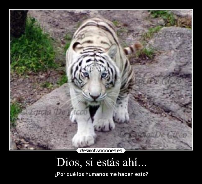 Dios, si estás ahí... - 