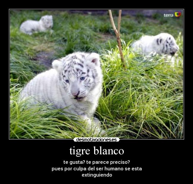 tigre blanco - 