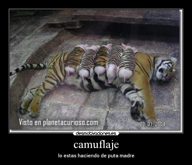 camuflaje - lo estas haciendo de puta madre
