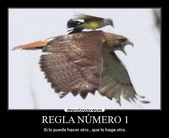 REGLA NÚMERO 1 - Si lo puede hacer otro , que lo haga otro.