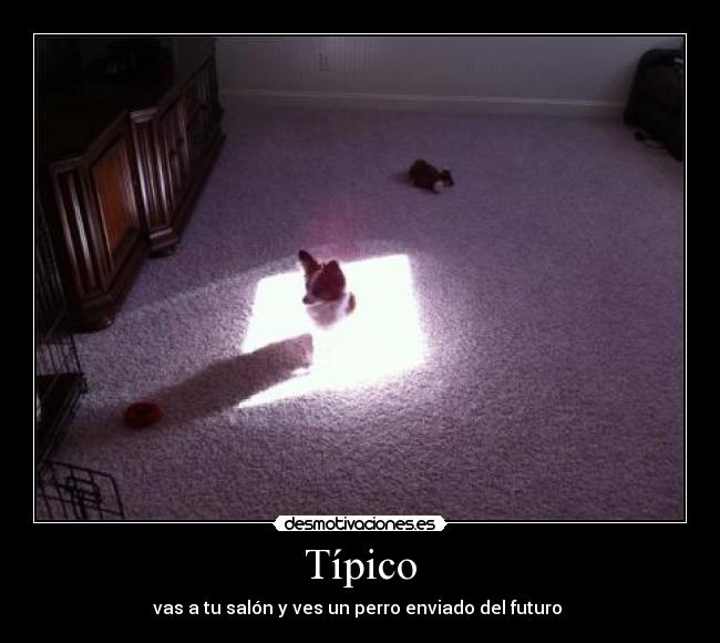 Típico - vas a tu salón y ves un perro enviado del futuro