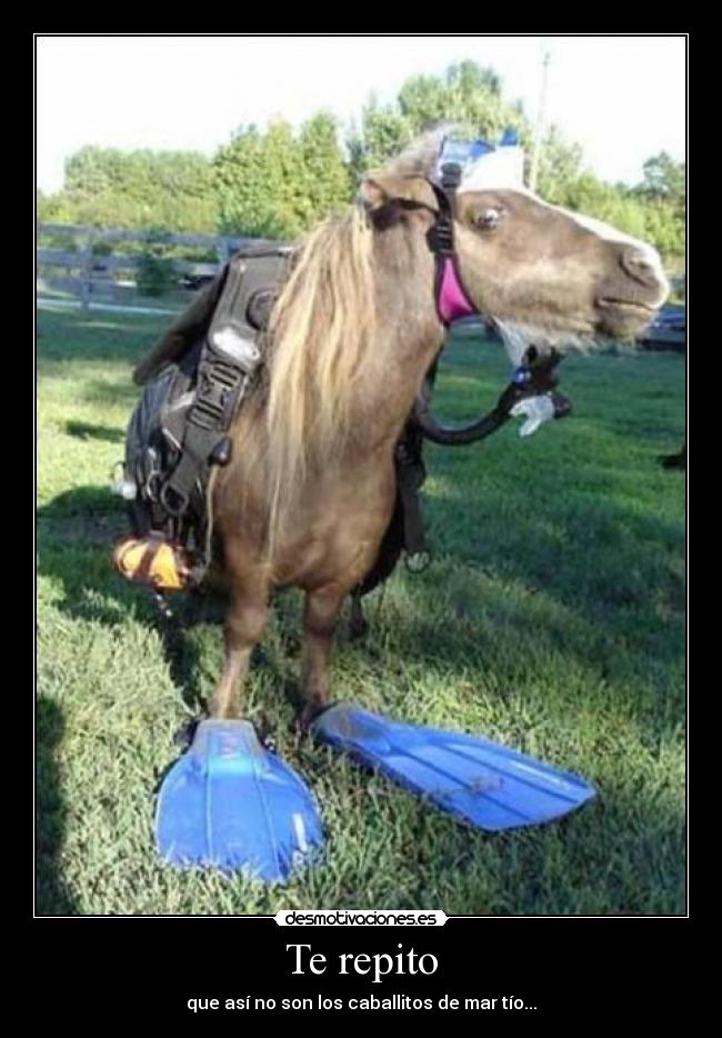 Te repito - que así no son los caballitos de mar tío...